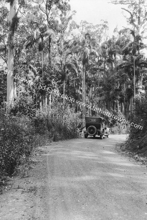 TROPICAL FOREST TREES WITH CAR